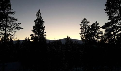 Silhouette trees in forest against sky at sunset