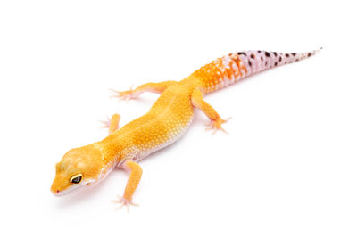 Close-up of lizard on white background
