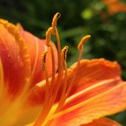 Close-up of flower blooming outdoors