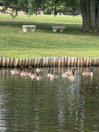 Ducks in a lake