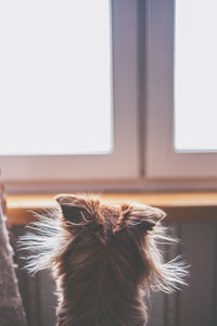 Close-up of a dog at home