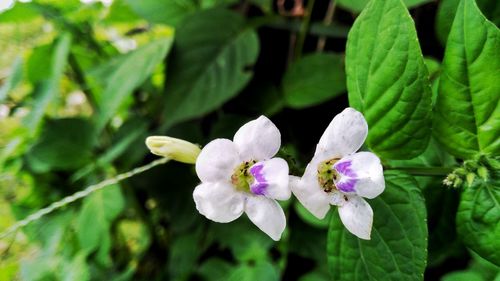 Close-up of flowers blooming on tree