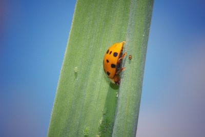 Close-up of ladybug on leaf against blue sky