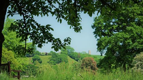 Trees on field against sky