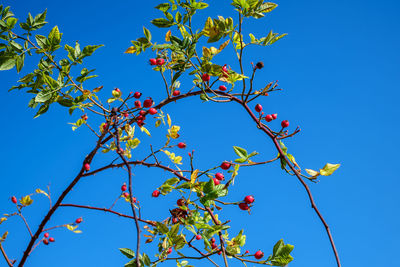 Low angle view of flowering plant against blue sky