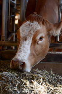 Close-up of cow in pen