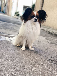 Dog looking away on road