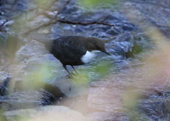 High angle view of duck swimming in lake