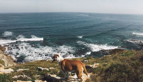 Dog by sea against sky