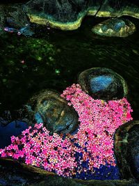 Close-up of pink flowers in water