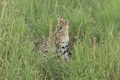 View of a cat on field