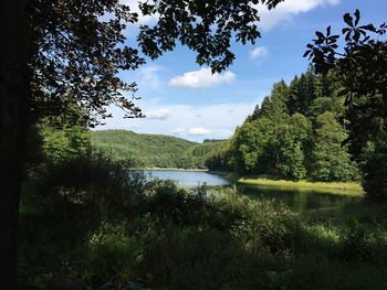 Scenic view of lake in forest against sky