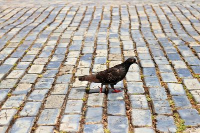 High angle view of bird perching on footpath