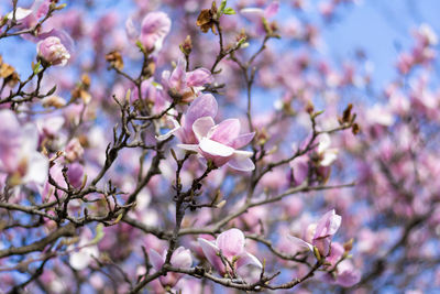 Close-up of cherry blossoms in spring