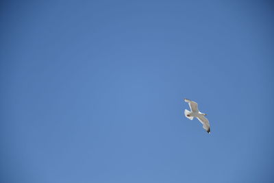 Low angle view of seagull flying in sky