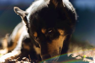 Close-up of dog