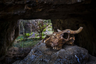 View of animal skull in cave