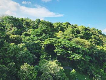 Low angle view of trees in forest against sky