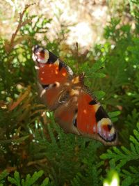 Close-up of butterfly on plant