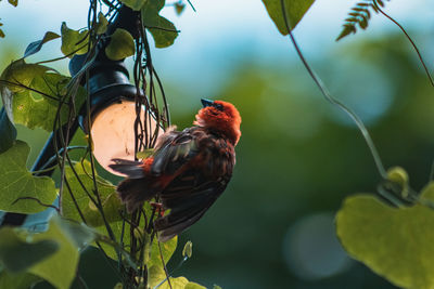 Bird perching on a branch