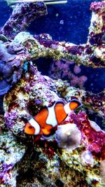 Close-up of coral in sea