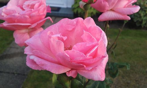 Close-up of pink flowers blooming outdoors