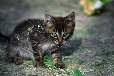 Portrait of tabby cat lying on land