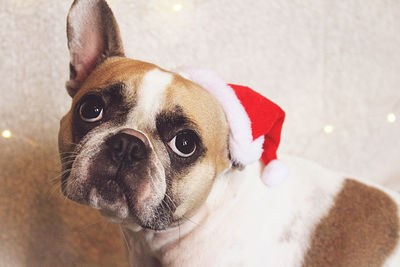 Portrait of dog wearing santa hat at home