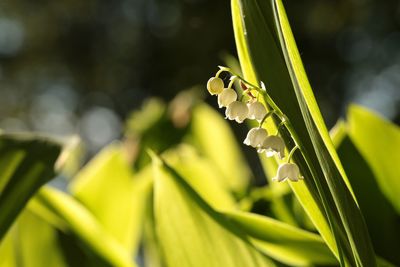 Close-up of wet plant