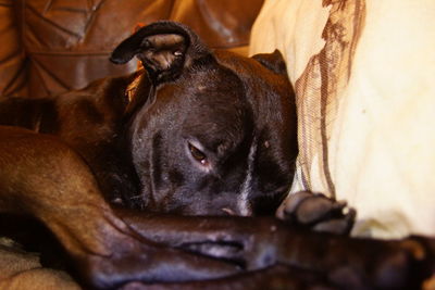 Close-up portrait of sleeping dog