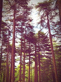 Low angle view of bamboo trees in forest