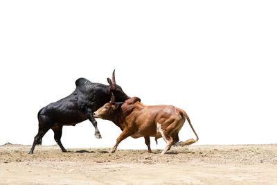 Side view of bulls fighting on land against clear sky