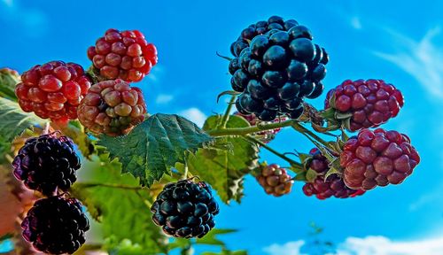 Low angle view of berries growing on plant