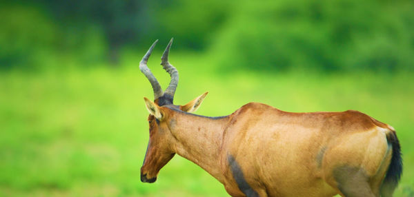 Close-up of a horse on field