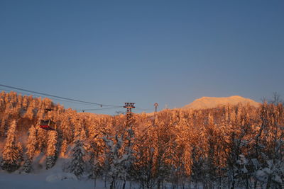 Plants growing on land against sky during winter