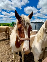 Horses in ranch