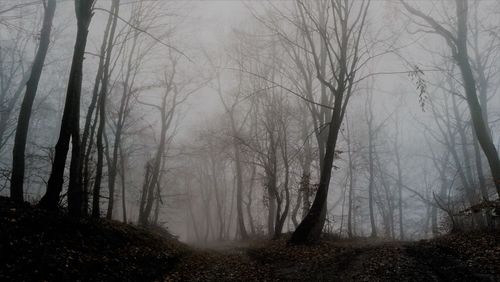 Trees in forest during foggy weather