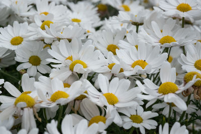 Close-up of white daisy flowers blooming at park