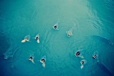 High angle view of people swimming in sea