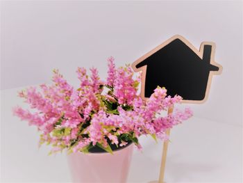 Close-up of pink flowers against white background