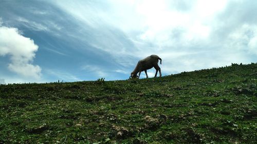 Horse grazing on field against sky