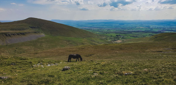 Horse grazing in a field