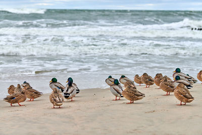 Mallard waterfowl birds on coastline near baltic sea. anas platyrhynchos, mallard duck