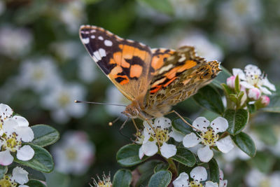 Butterfly on a flowering bush macro photography