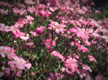 Close-up of pink flowers