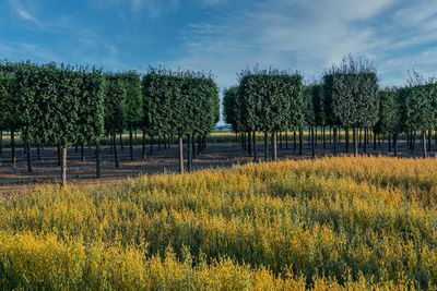 Crops growing on field against sky