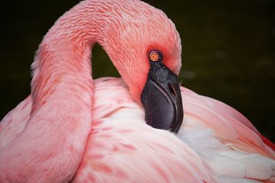 Close-up of bird