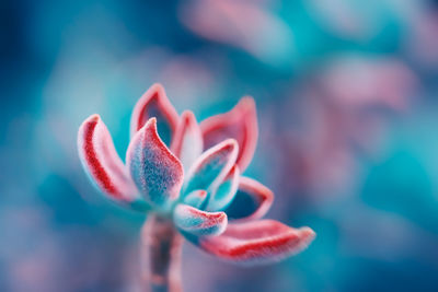 Close-up of pink flower