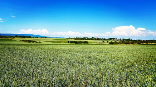 Scenic view of agricultural field against sky