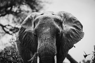 Close-up of elephant